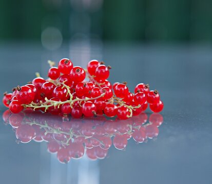 porzeczka morwa las ogr&oacute;d lato zbiory desery