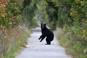 Black Bear sees people walking on trail and stands up on hind feet for a better look before...