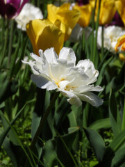 Obraz na płótnie Canvas Kolory wiosny: biały tulipan z Parku Skaryszewskiego