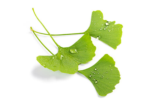 beautiful fresh leaves of ginkgo biloba with water drops or dew isolated on white background.