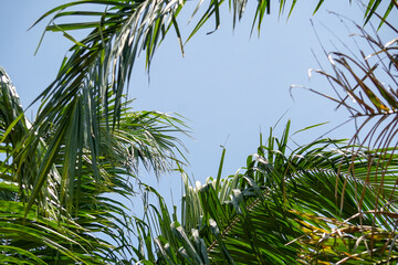 the sky view among the palm leaves. beautiful blue sky on a sunny day. green and blue scenery from the bottom up.