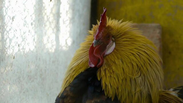 Close up of golden rooster crowing on traditional rural barnyard in the morning. Colorful long-tailed Phoenix cockerel crows in chicken coop. Cock with hens walk and feed on hen-house at springtime