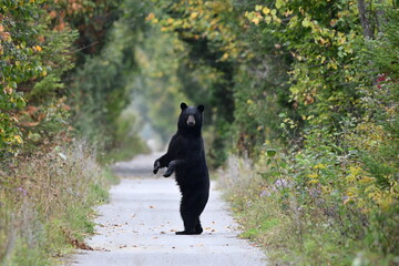 Black Bear sees people walking on trail and stands up on hind feet for a better look before returning to forest - obrazy, fototapety, plakaty
