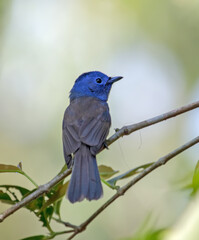 The black-naped monarch or black-naped blue flycatcher is a slim and agile passerine bird belonging to the family of monarch flycatchers found in southern and south-eastern Asia.