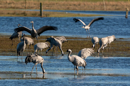 Common cranes in Pulken, Sk&aring;ne