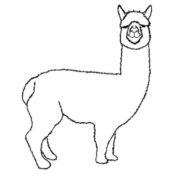 Cute fluffy alpaca vector graphic illustration with only a black outline, in minimal style