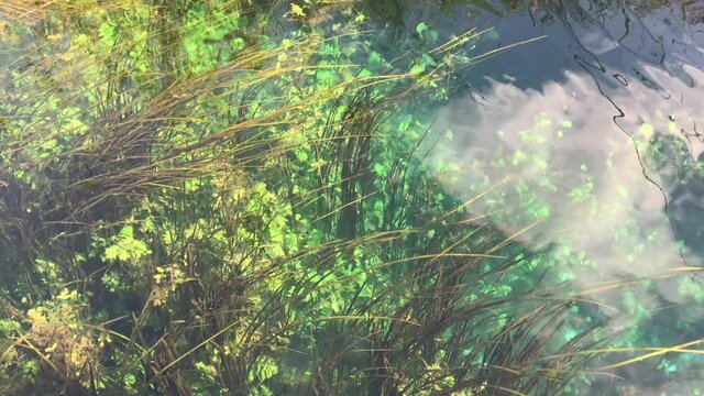 the plants under the river are as clear as an aquarium