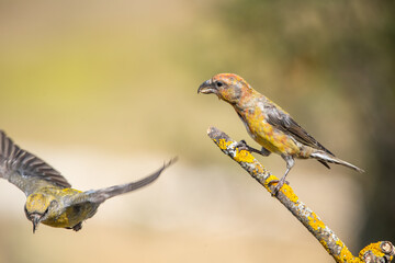 Çaprazgaga » Red Crossbill » Loxia curvirostra