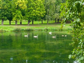 a pond with the family of swans in a green park