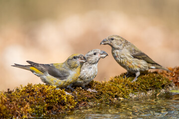 Çaprazgaga » Red Crossbill » Loxia curvirostra