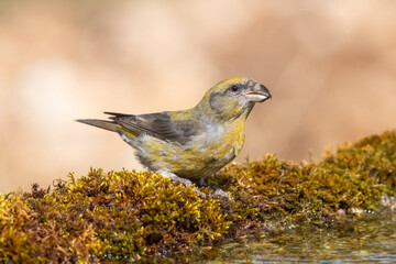 Çaprazgaga » Red Crossbill » Loxia curvirostra