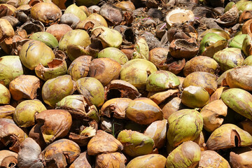 a pile of brown coconut skin. it's easy to find it at a traditional market. coconut skin that has been rubbish or can be recycled for handcrafting or something useful.
