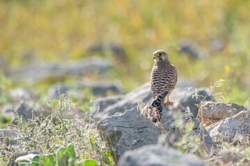 Küçük kerkenez » Lesser Kestrel » Falco naumanni