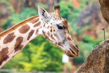 Adult giraffe in its natural environment with green background
