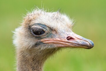 DETAIL PHOTOGRAPH OF AN OSTRICH HEAD ON UNFOCUSED GREEN BACKGROUND, BOKÉ