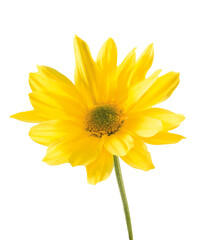 Flor, margarita amarilla  con tallo  sobre fondo blanco. Flower, yellow daisy with stem on white background.