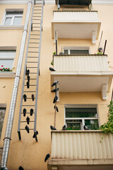 Naklejka na ściany i meble windows and balconies with fire escape and many birds 