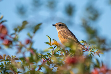 Taşkuşu » European Stonechat » Saxicola rubicola