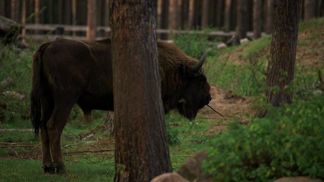 beautiful young bison grazes in a meadow green grass