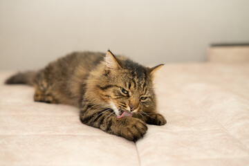 Plakat cat is lying on a sofa