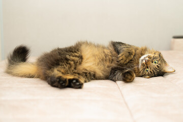cat is lying on a sofa