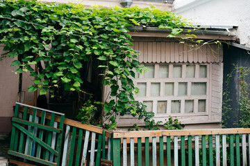 Fototapeta na wymiar The veranda of the house is green grapes 