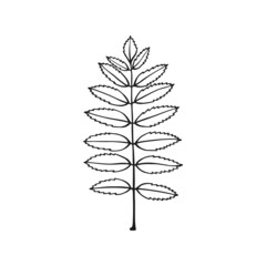 Hand drawn rowan leaf outline. Line art style isolated on white background.