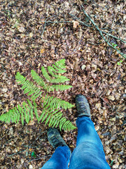 Pisadas por el bosque