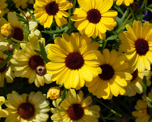 Yellow flowers in the summer