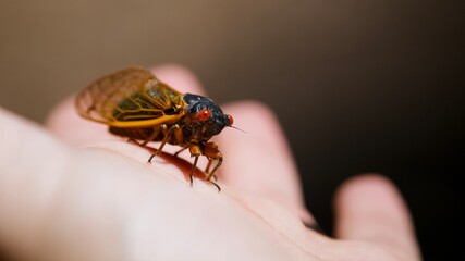 Brood X Periodical Cicada on a Person's Hand.