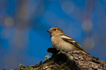 Common Chaffinch