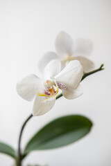  Closeup white orchid Phalaenopsis Adelaide on a white background. blur and selective focus. Vertical photo