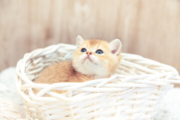 Fototapeta na wymiar Funny British kitten sitting in a basket.