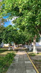 caminho com árvores verdes e tronco branco