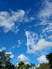 o céu azul entre as folhas