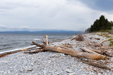 Dead wood on Petit-Gaspé beach in Forillon National Park seen during a cloudy day, Gaspé, Quebec, Canada