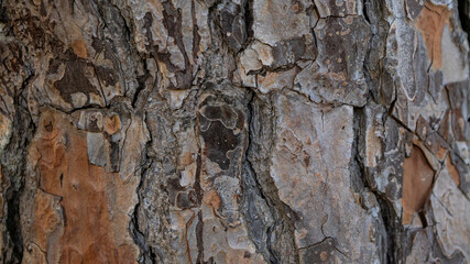 Stone pine tree trunk. The brown bark of old tree as natural texture background