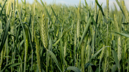 Beautiful Ripening crop of green wheat grass landscape at rural countryside.