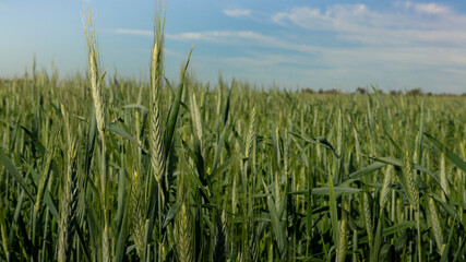 Beautiful Ripening crop of green wheat landscape at rural countryside Spain.