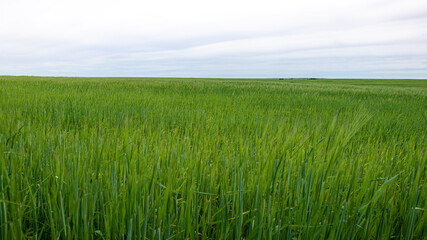 Beautiful Ripening crop of green wheat landscape at rural countryside Spain.