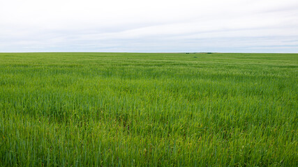 Beautiful Ripening crop of green wheat grass landscape at rural countryside.