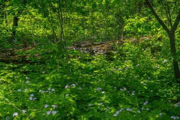 Wild geraniums in the forest