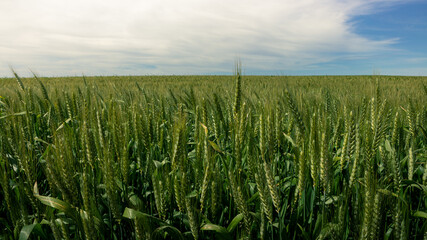 Beautiful Ripening crop of green wheat grass landscape at rural countryside.
