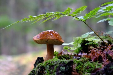 Close up of Imleria badia mushroom (bay bolete), growing under green fern on trunk with moss.