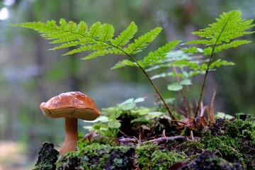 Close up of Imleria badia mushroom (bay bolete), growing under green fern on trunk with moss.
