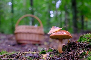 Wet from the rain, growing in forest, brown Imleria badia, commonly known as the bay bolete - edible, very tasty mushroom. Wicker basket standing in background.