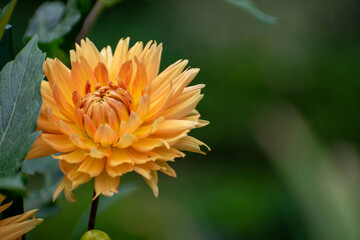 Flores Dalias en verano