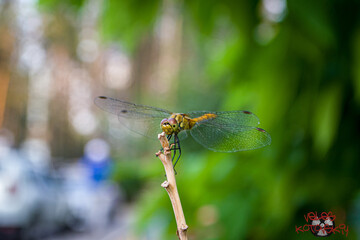 dragonfly on a leaf