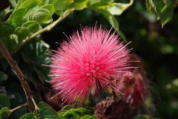 Close-up view of blossoms of a Calliandra Haematocephala or Red Powderpuff Tree	
