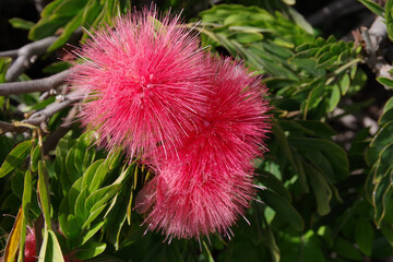 Close-up view of blossoms of a Calliandra Haematocephala or Red Powderpuff Tree	